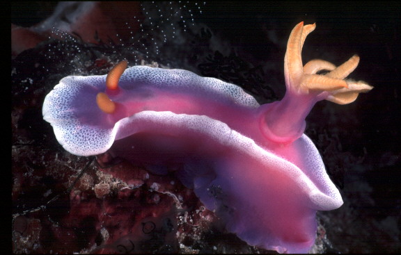 Hypselodoris sp